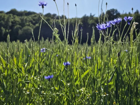 Aller Anfang ist schön! Mitstreiter für Wohnprojekt gesucht!