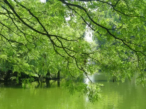 Naturlebensraum