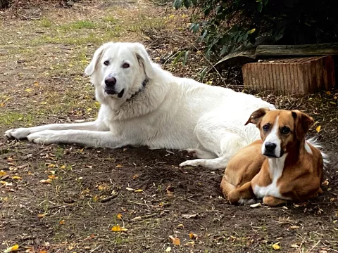 Unsere Hunde
