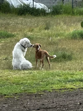 Unsere Hunde