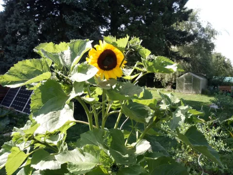 Grün die Wiese, blau der Himmel, rot das Herz