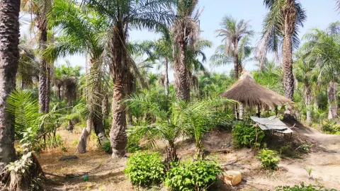 Lebensinsel Casamance