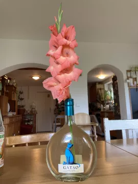 WG in Dresden WG in Dresden