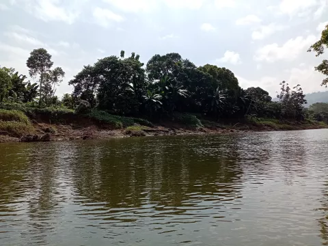 Durgas tiger Land in Ecuador