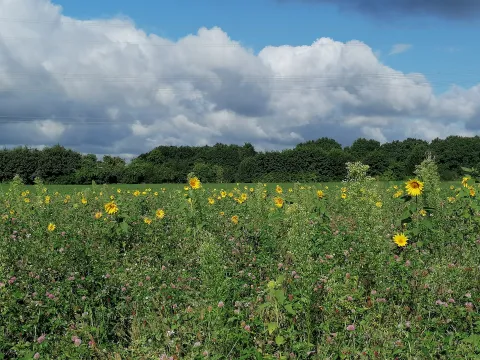 Wohnen mit der Natur. In Ruhe und Gemeinschaft