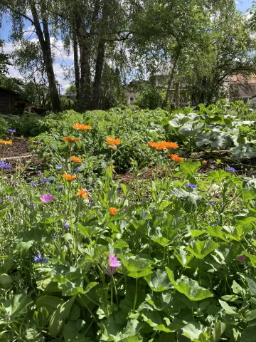 Der kleine Garten im ersten Sommer
