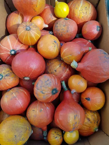 Erste eigene Kürbisse