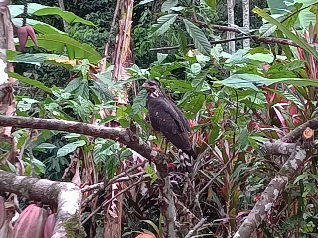 Auch Adler schauen immer mal wieder vorbei