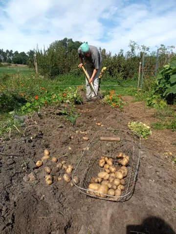 Kartoffelernte
