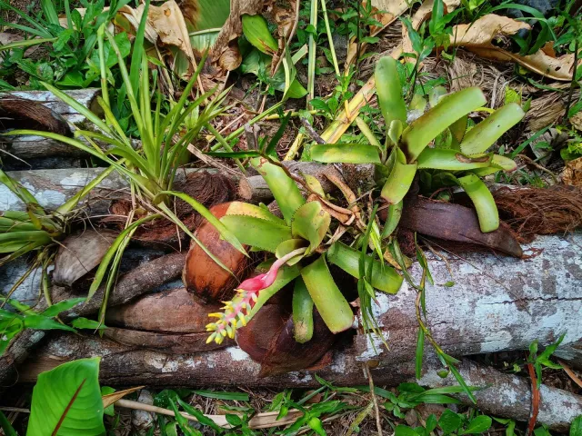 Hunderte von neuen Bromelien helfen den Fröschen, ihre Eier abzulegen