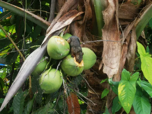 Eichhörnchen lieben Kokosnüsse ;-)