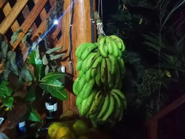 Bananen sind immer reichlich vorhanden