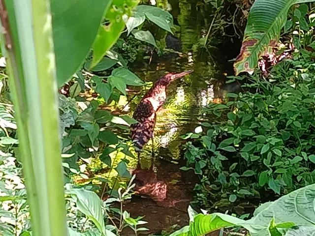 Ein seltener Vogel der wieder zu uns zurückgekehrt ist