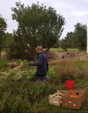 Kürbisernte ...