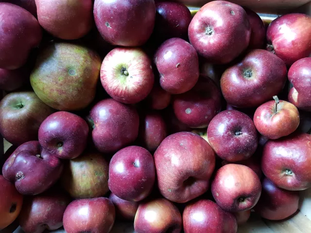 ... noch mehr Äpfel ... 9 Apfelbäume!