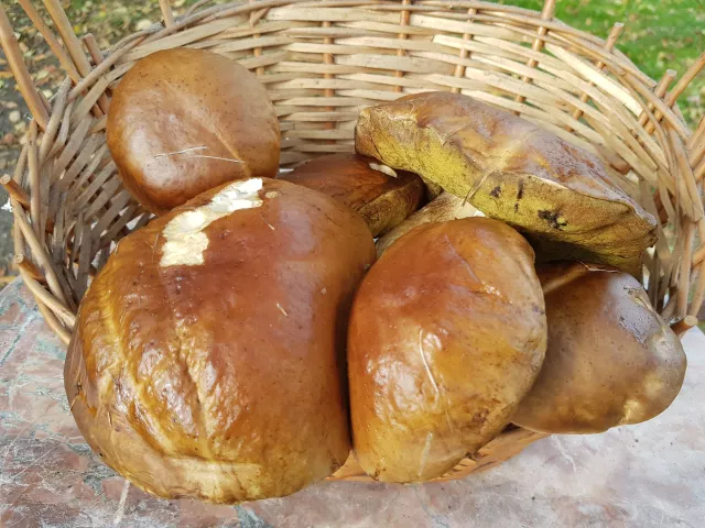 ... und Steinpilze ...