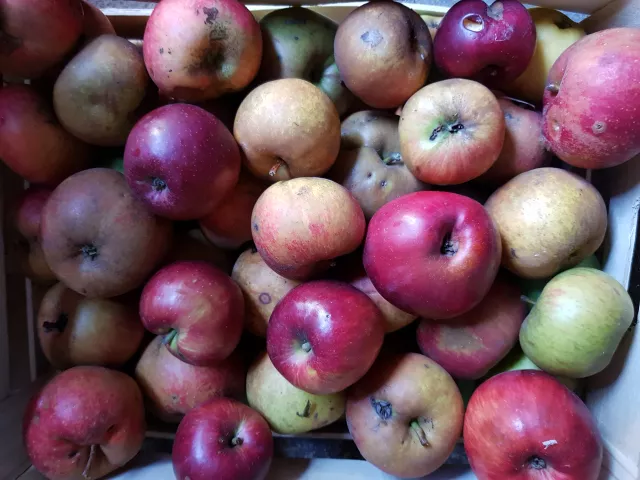 Diverse Apfelsorten aus eigener Ernte