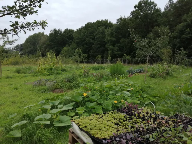 Solawi Garten