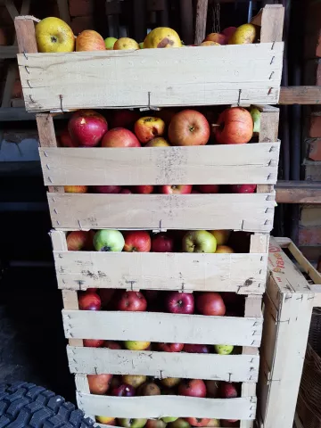 Äpfel für die Mosterei
