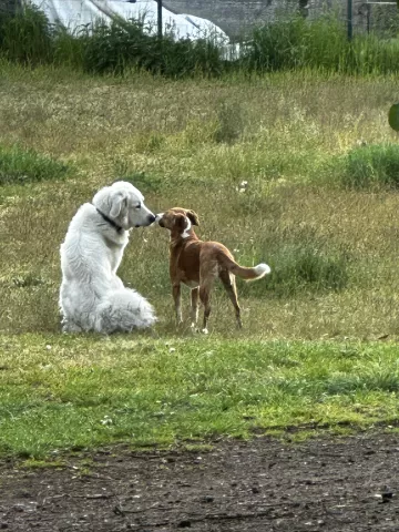 Unsere Hunde