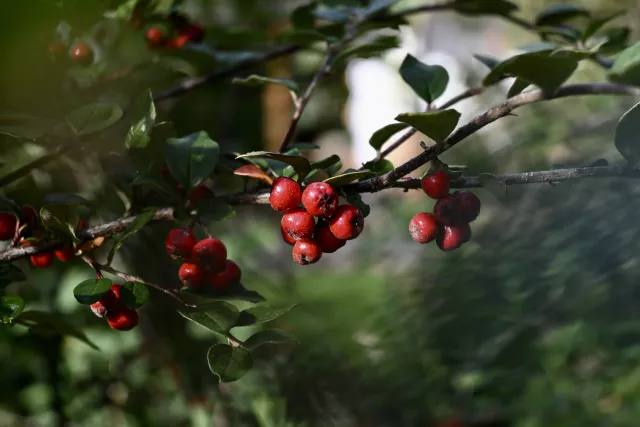 Impressionen im Garten