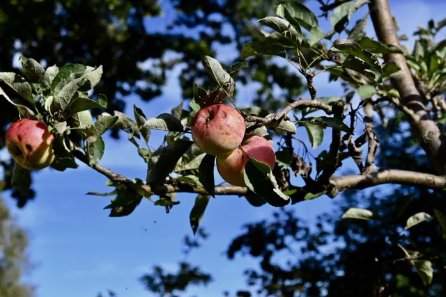 Ein Apfelbaum von vielen im Garten