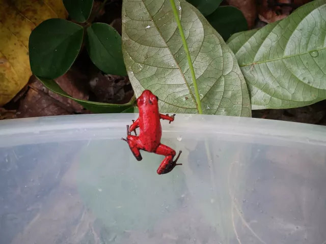 Auswilderung eines Dendrobates Pumilio