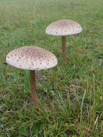 ... u.a. Schirmpilze ...