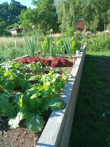 Gemüsegarten Hochbeet