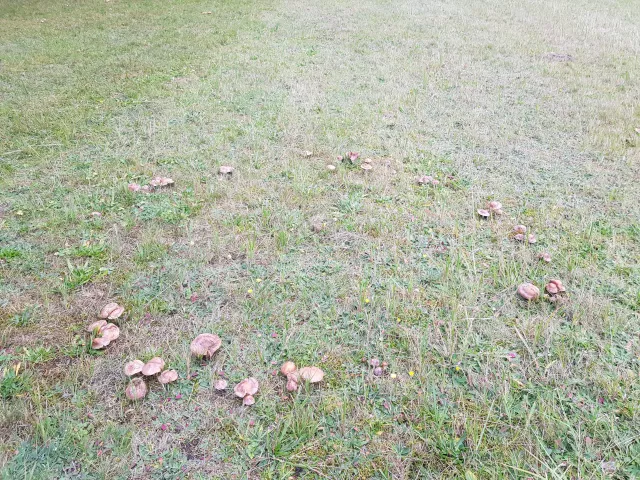 Pilze auf der eigenen Wiese
